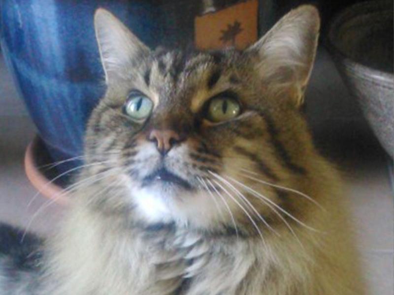 pet sitter de chat