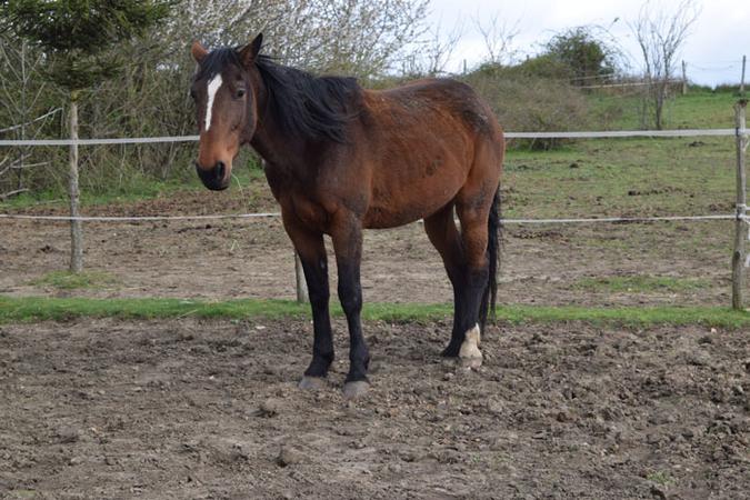 pension pour chevaux