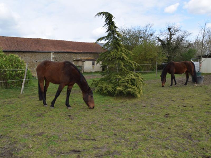 garde de chevaux