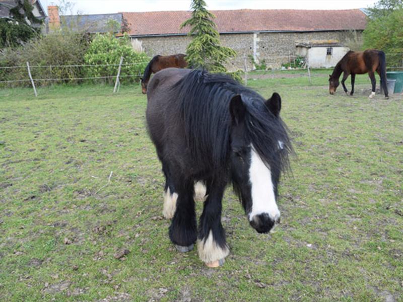 brossage de chevaux