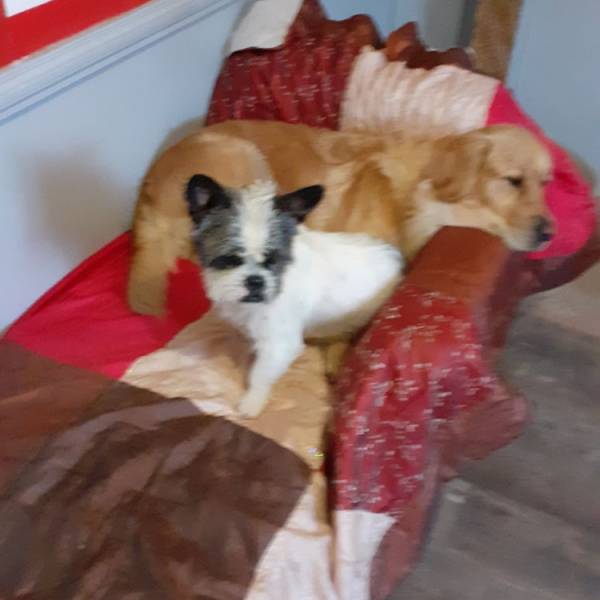 petits chiens