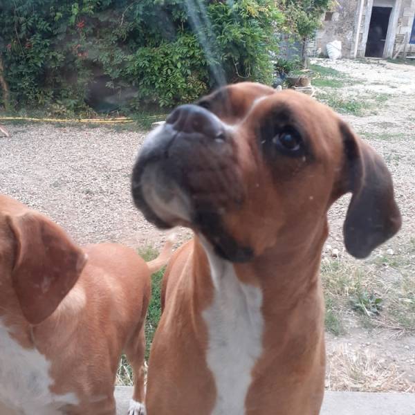 chien