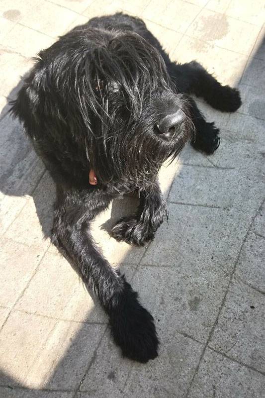 chien éduqué