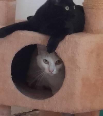 arbre à chats