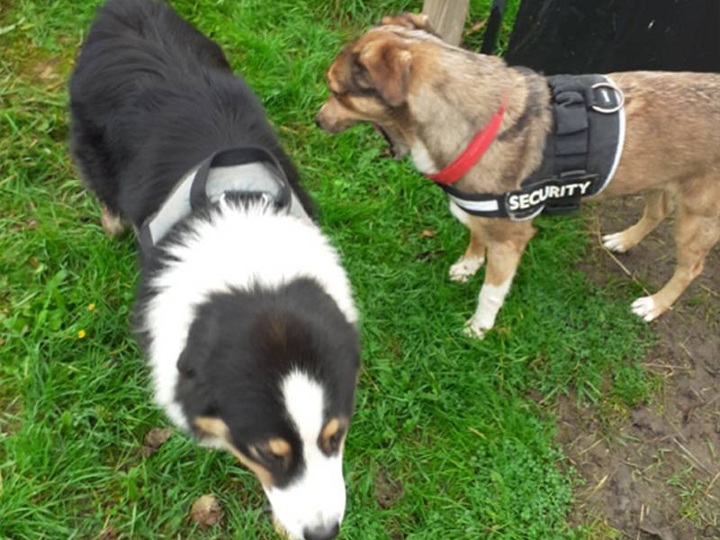 pension chien Poitiers