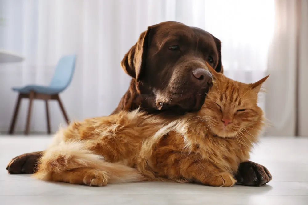 Pension animaux