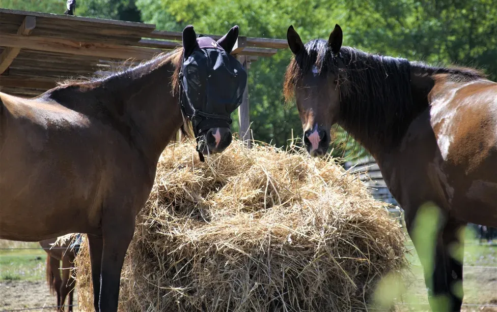 Pension chevaux près de Lencloître