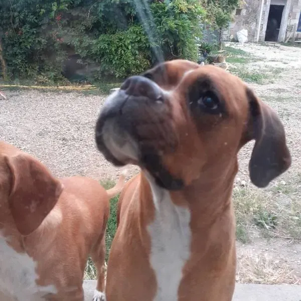 Le domaine des touches chiens (8)