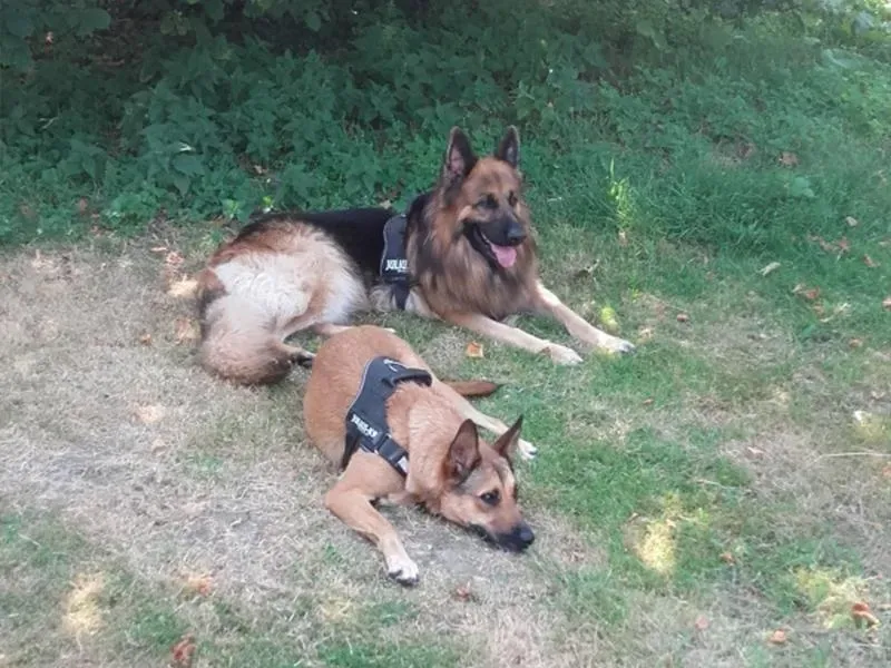 Le domaine des touches chiens (11)