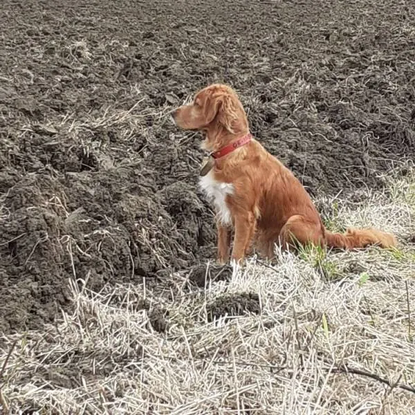 Le domaine des touches chiens (5)