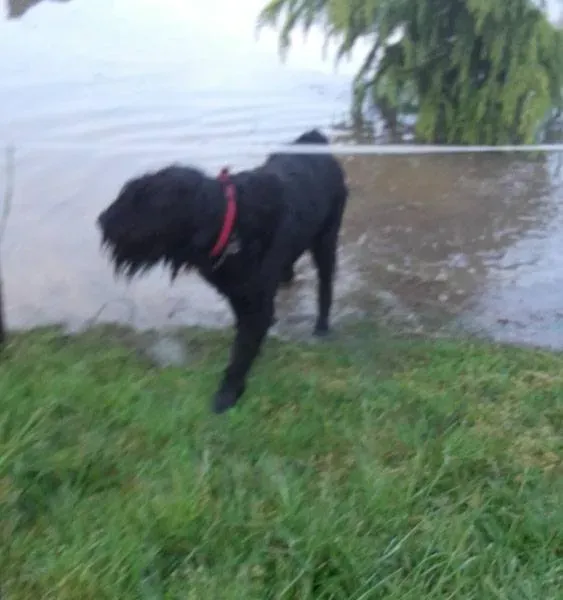 Le domaine des touches chiens (4)
