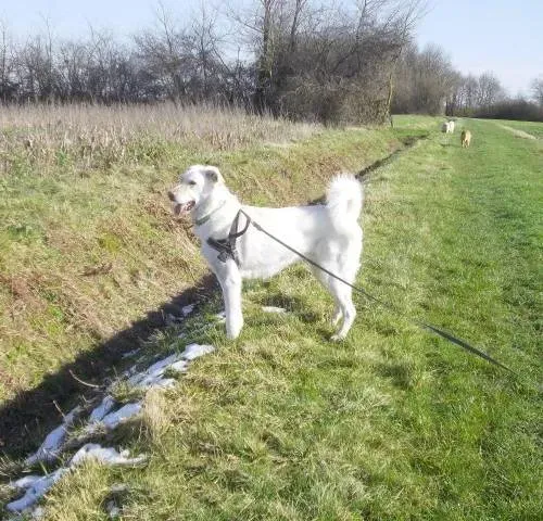 Le domaine des touches chiens (2)