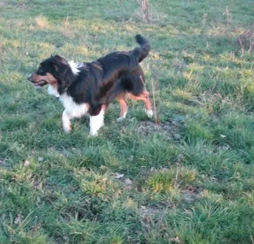 Le domaine des touches chiens (3)