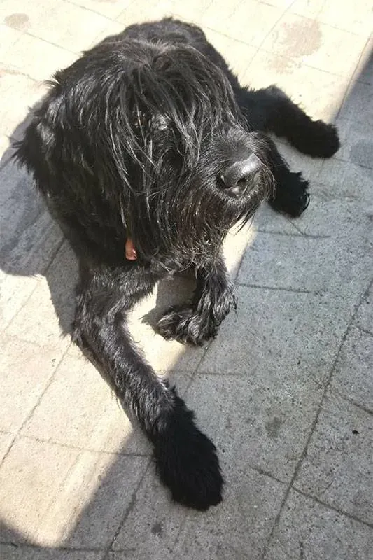 Le domaine des touches chiens (9)