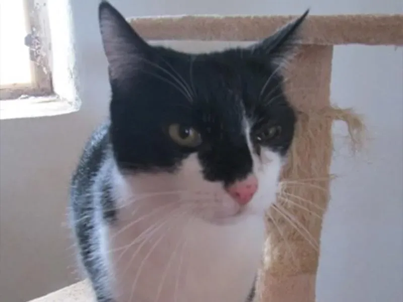 Domaine des touches chats (1)
