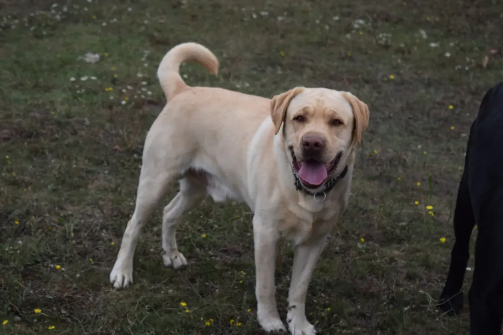 pension chien domaine touches (6)