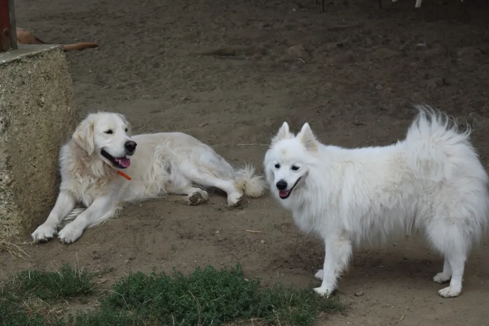 pension chien domaine touches (13)