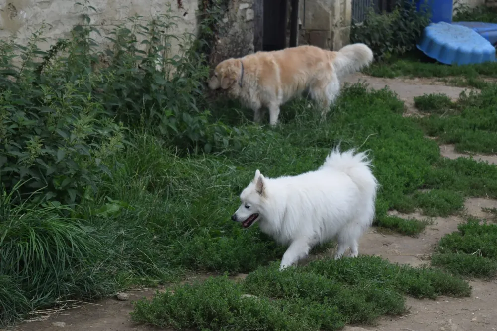 pension chien domaine touches (14)
