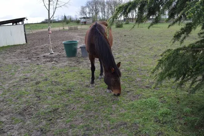 le domaine des touches chevaux (3)