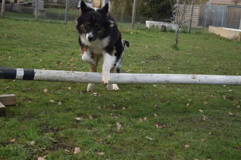 agility chiens (1)
